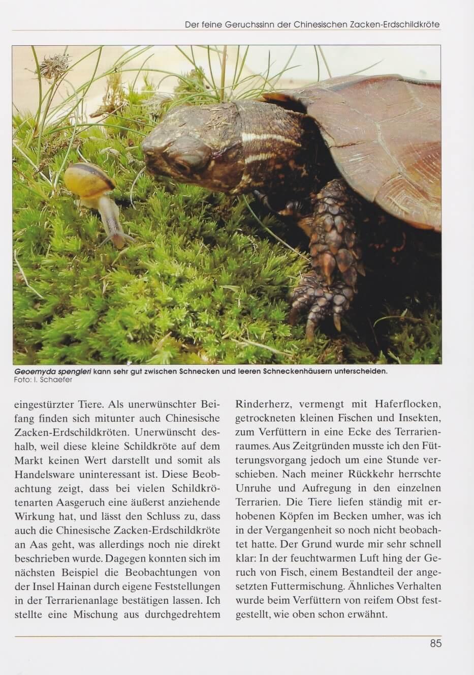 Beispielinhalt (Bild) Zacken-Erdschildkröten