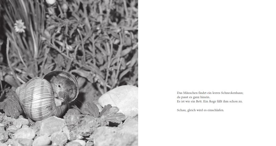 Beispielinhalt (Bild) Das Apfelmäuschen (Pappbilderbuch)