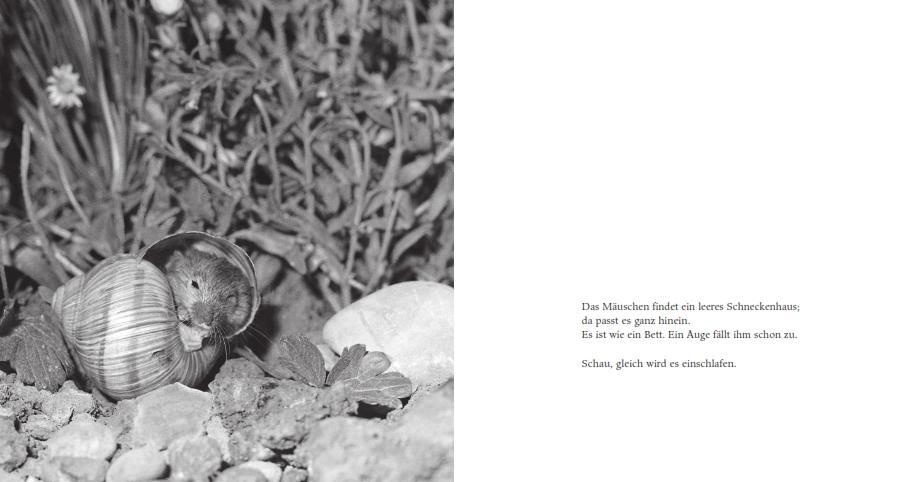 Beispielinhalt (Bild) Das Apfelmäuschen (Pappbilderbuch)