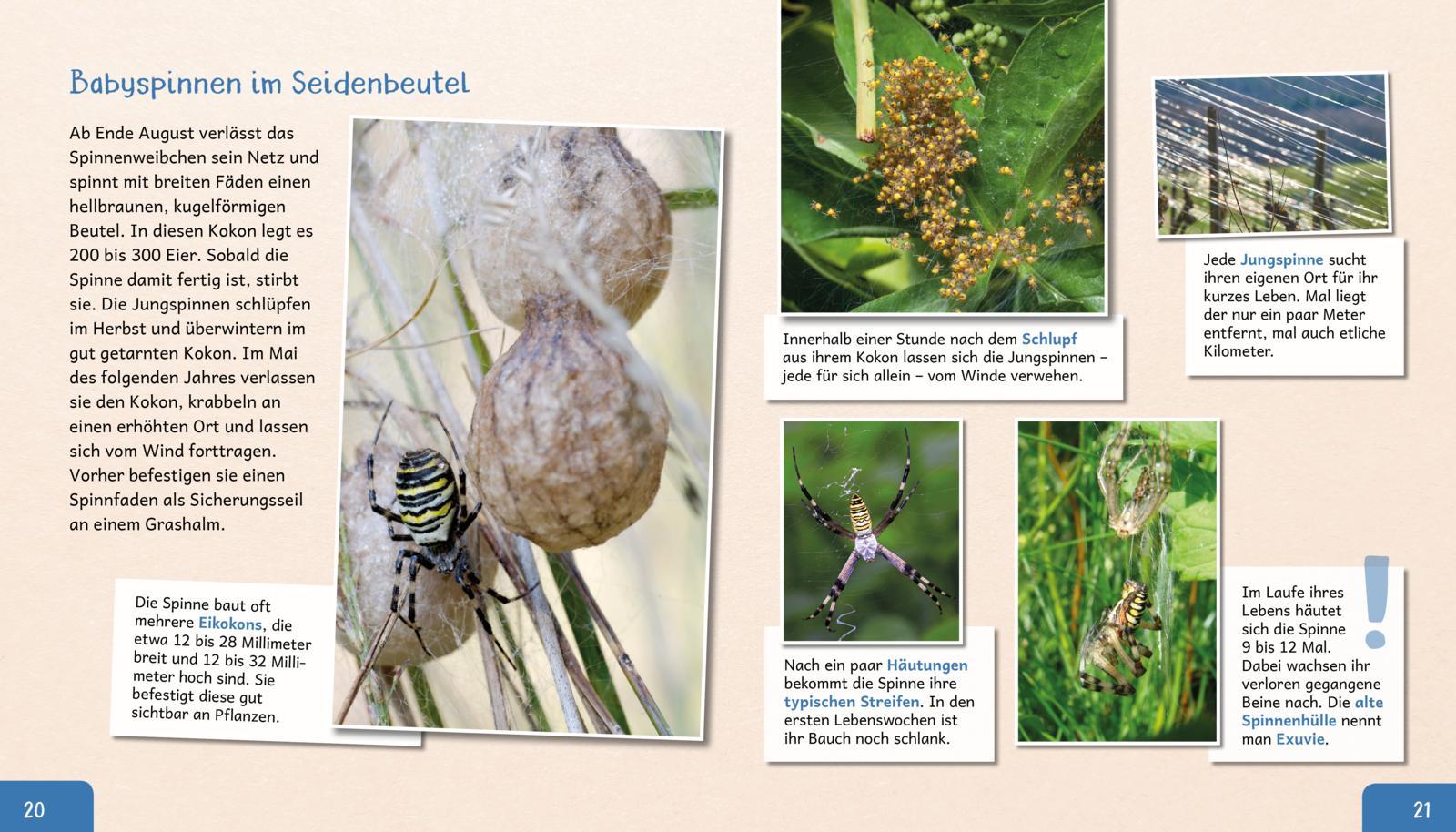 Beispielinhalt (Bild) Meine große Tierbibliothek: Die Spinne