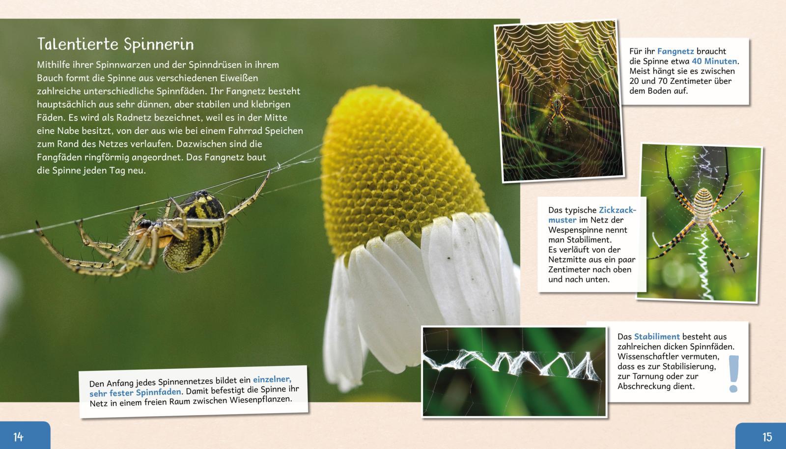 Beispielinhalt (Bild) Meine große Tierbibliothek: Die Spinne
