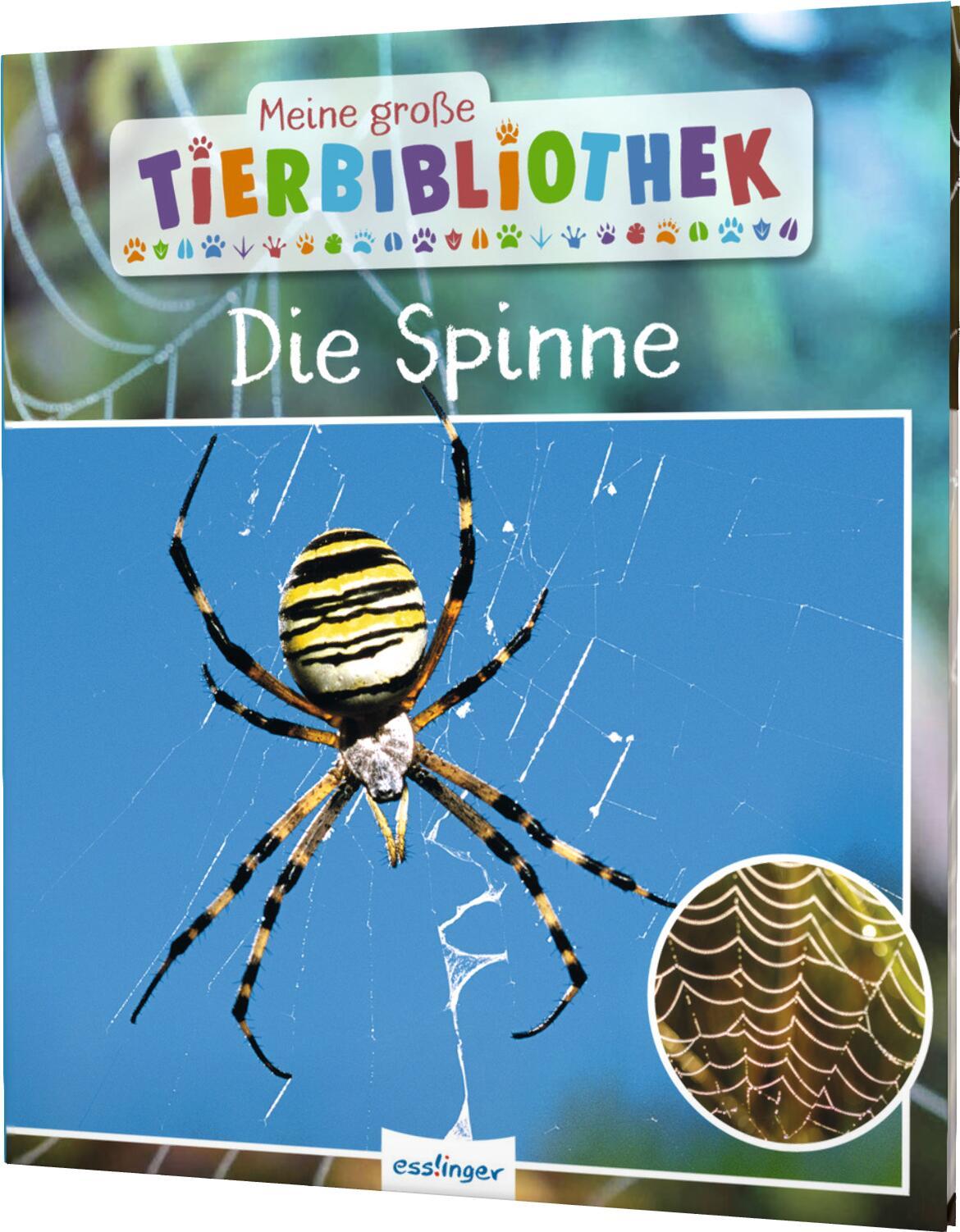 Vorderes Coverbild Meine große Tierbibliothek: Die Spinne