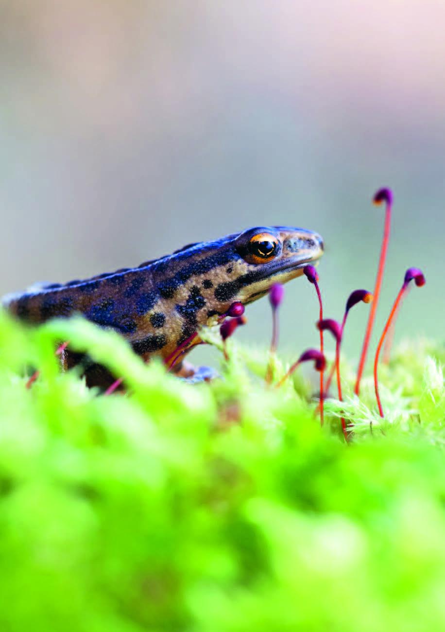 Beispielinhalt (Bild) Wunderwelt heimische Amphibien