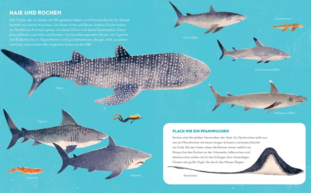 Beispielinhalt (Bild) Das Great Barrier Reef