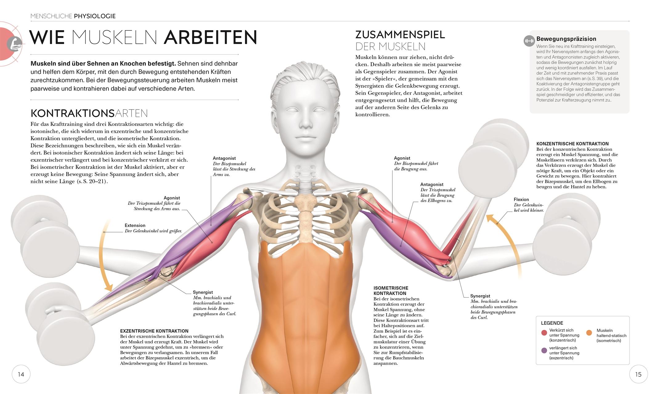 Beispielinhalt (Bild) Krafttraining - Die Anatomie verstehen