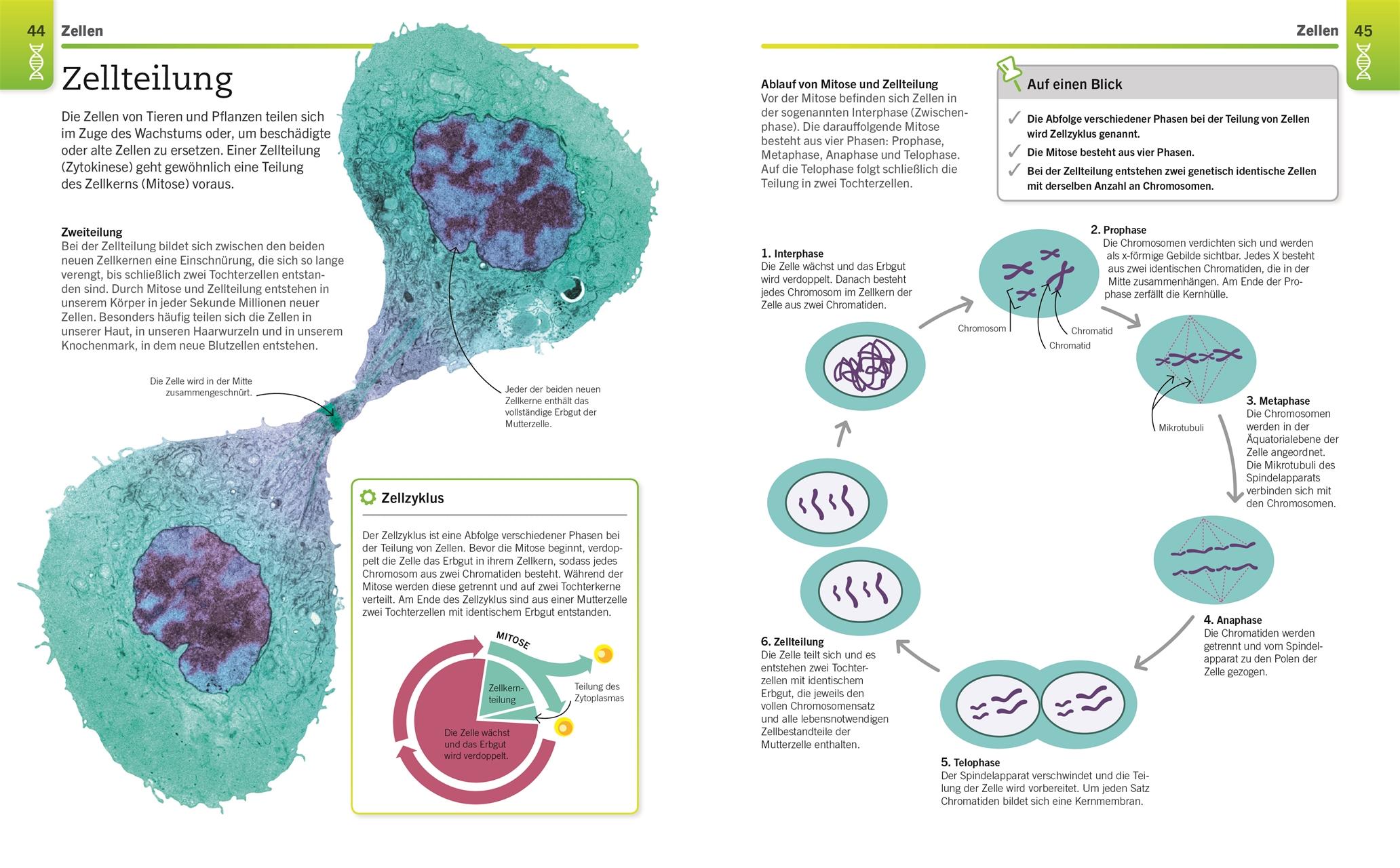 Beispielinhalt (Bild) Visuelles Wissen. Biologie