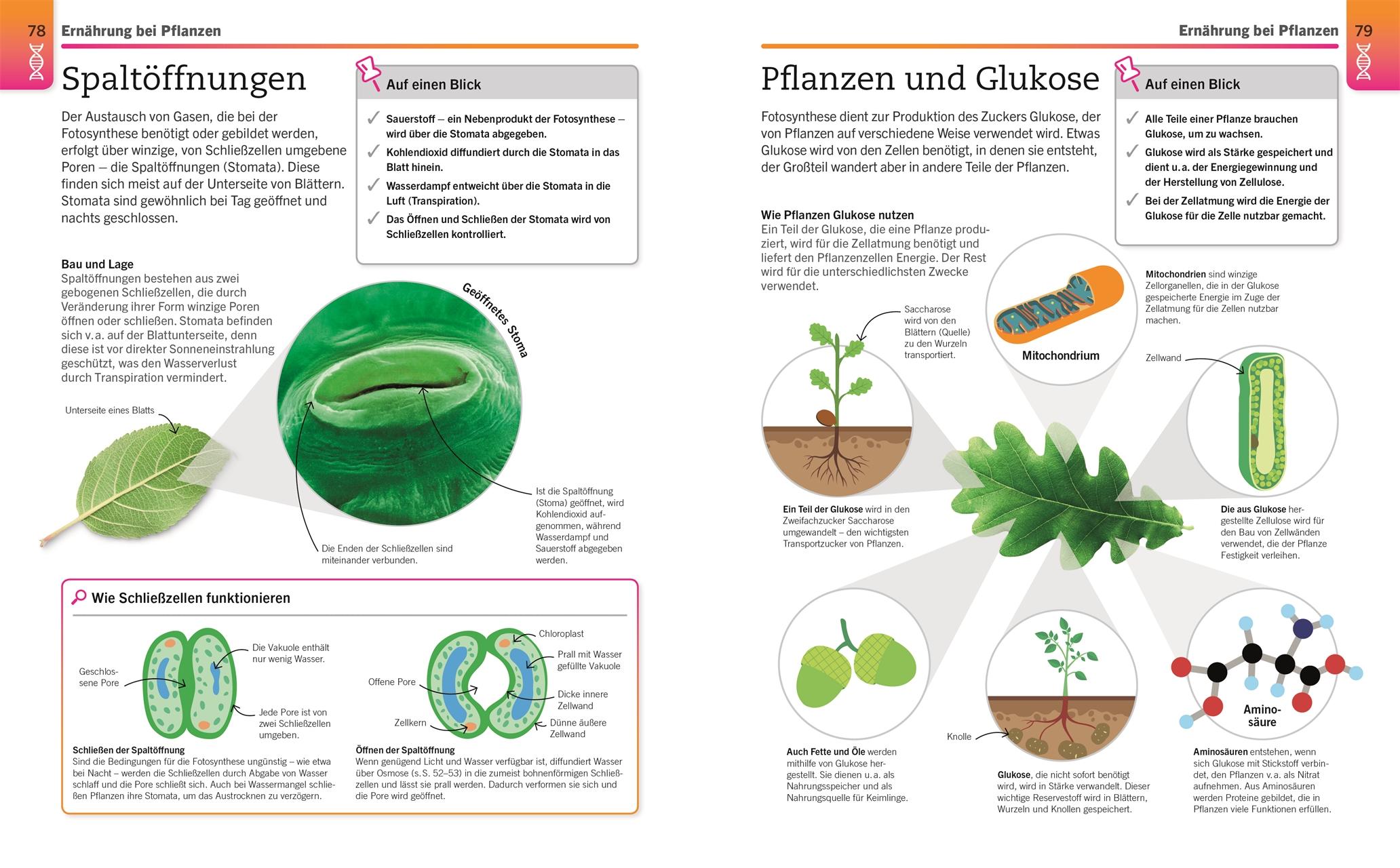 Beispielinhalt (Bild) Visuelles Wissen. Biologie