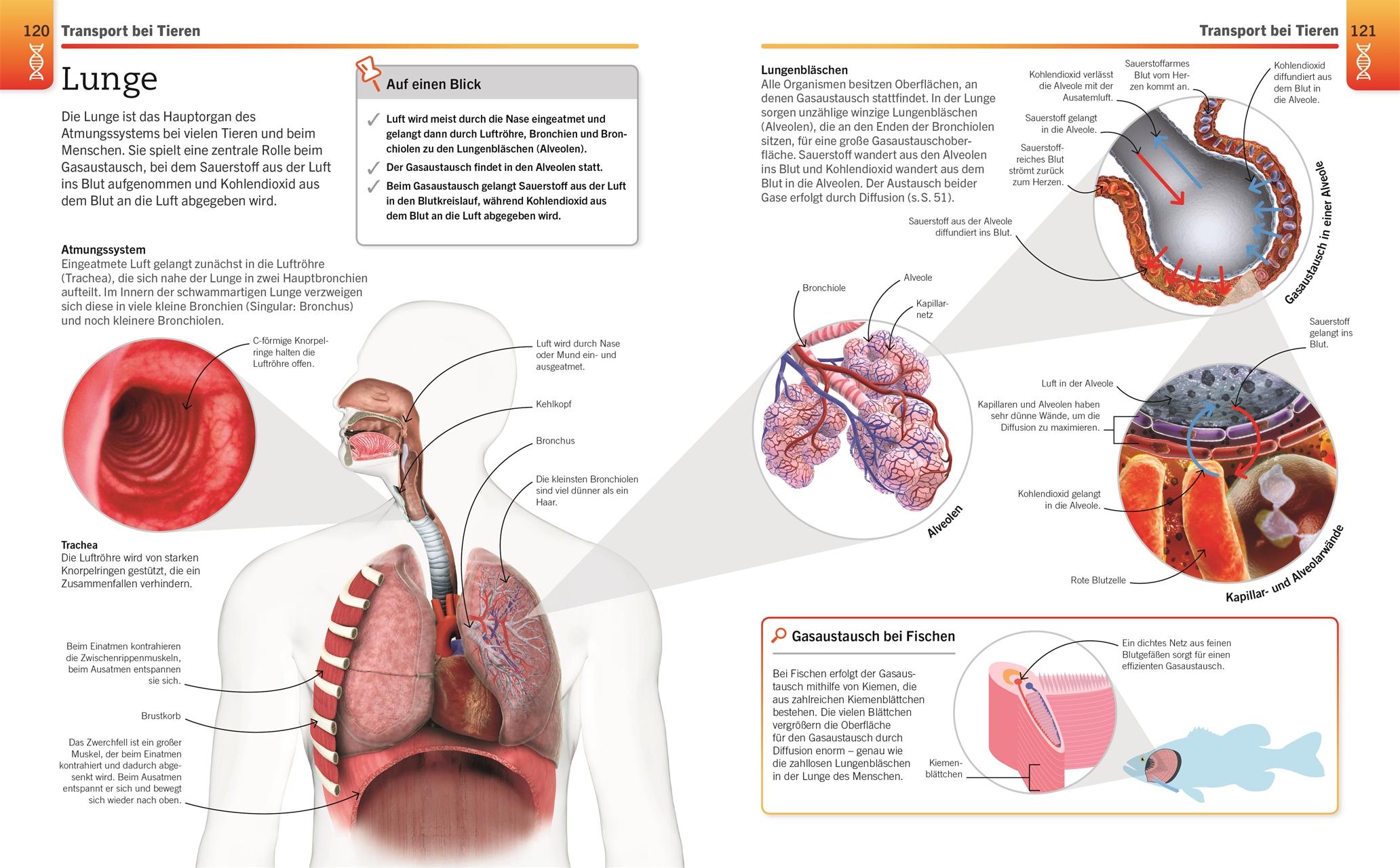 Beispielinhalt (Bild) Visuelles Wissen. Biologie