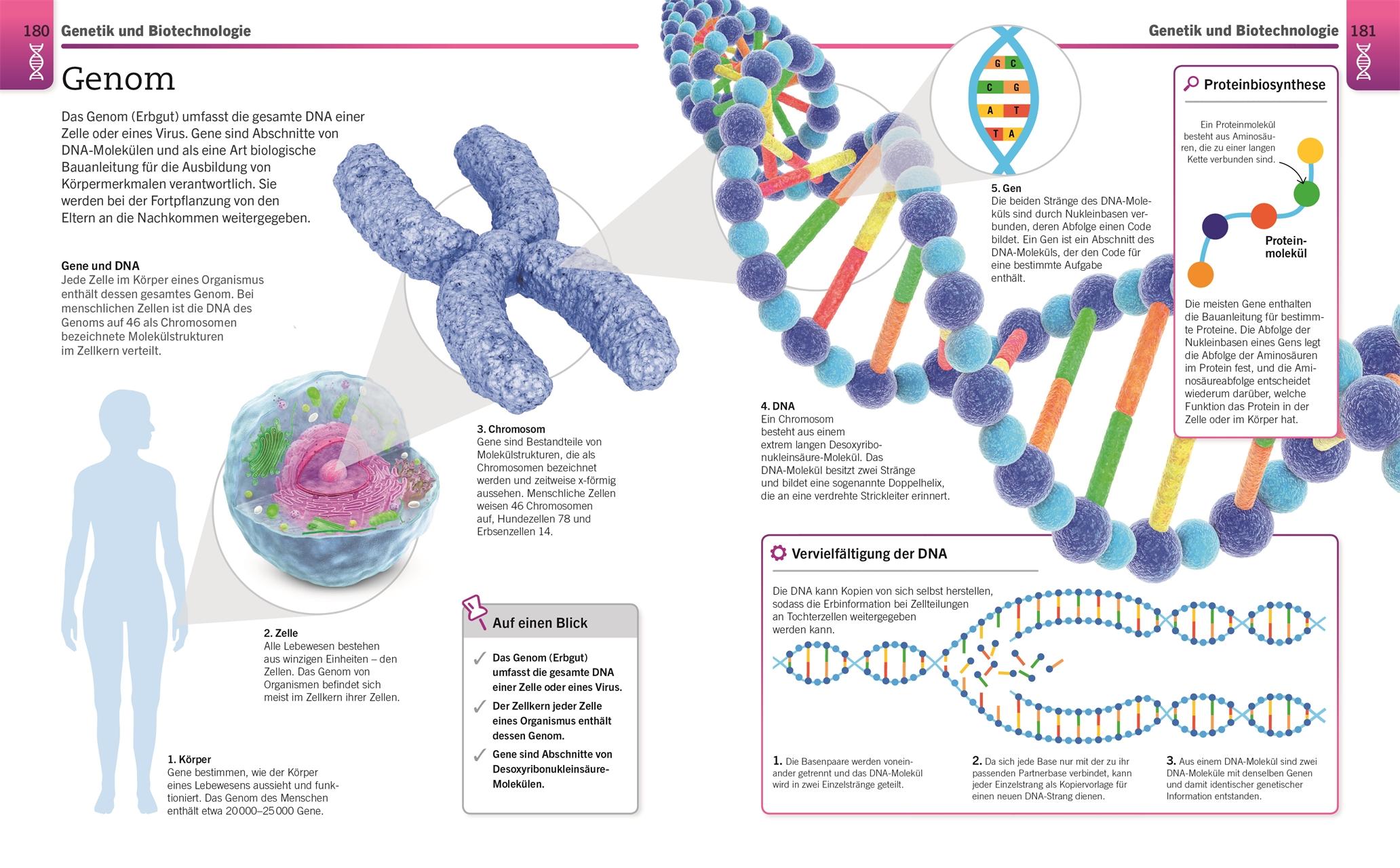 Beispielinhalt (Bild) Visuelles Wissen. Biologie