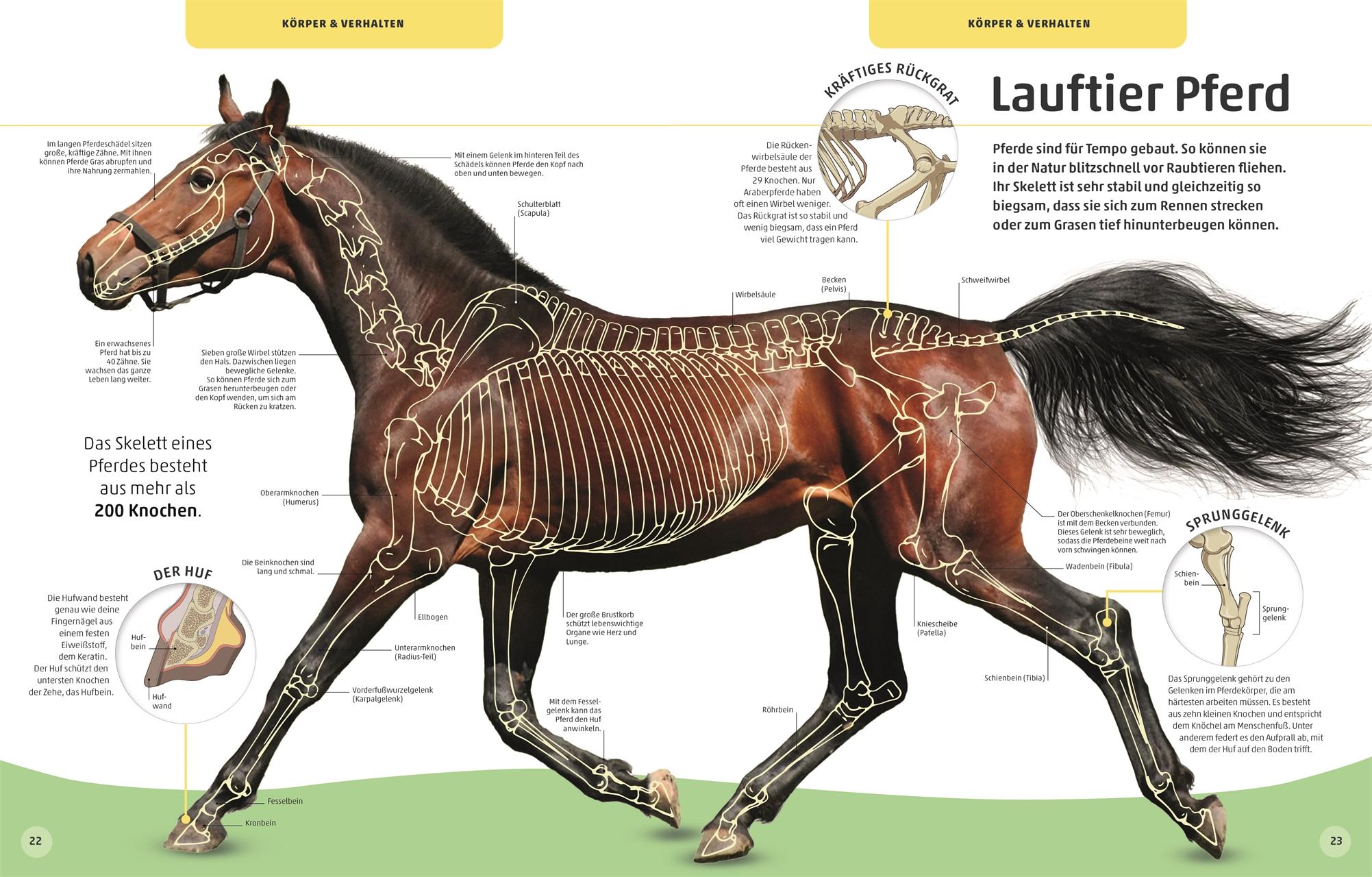 Beispielinhalt (Bild) Pferde und Ponys