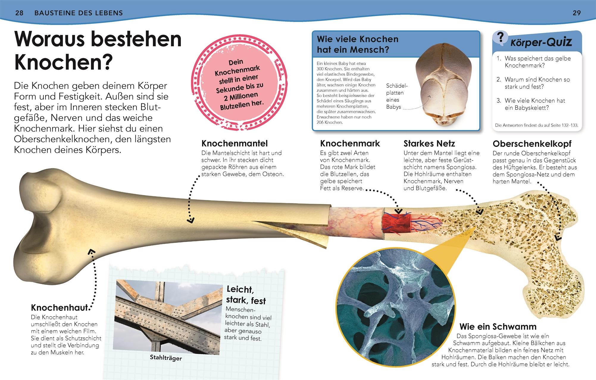 Beispielinhalt (Bild) Weshalb? Deshalb! Körper