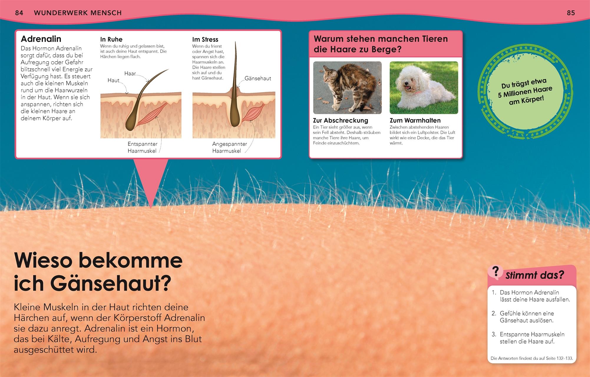 Beispielinhalt (Bild) Weshalb? Deshalb! Körper