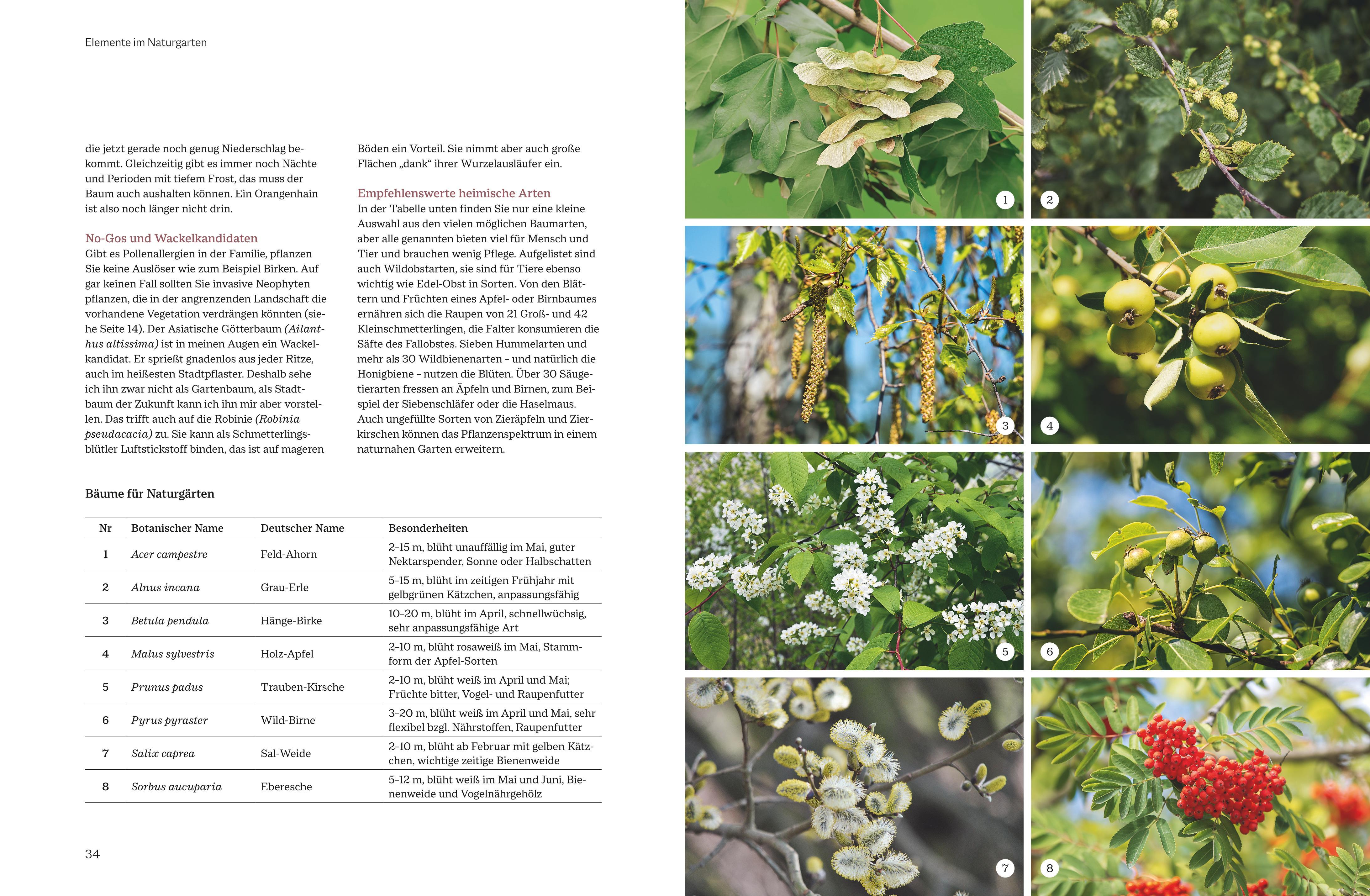 Beispielinhalt (Bild) Pflegeleichte Naturgärten gestalten