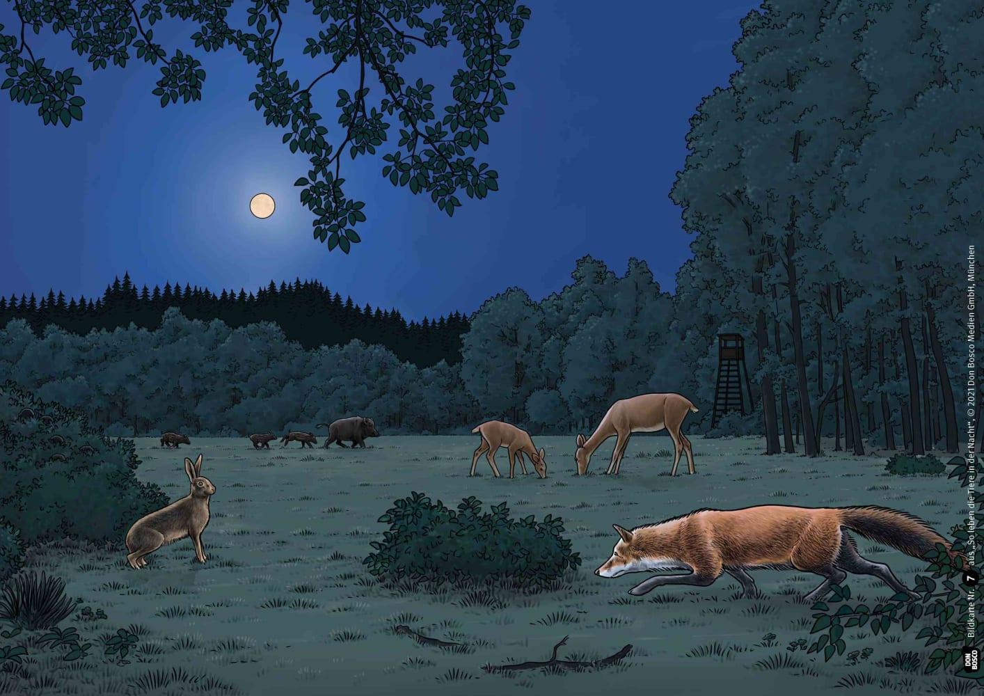 Beispielinhalt (Bild) So leben die Tiere in der Nacht. Kamishibai Bildkartenset