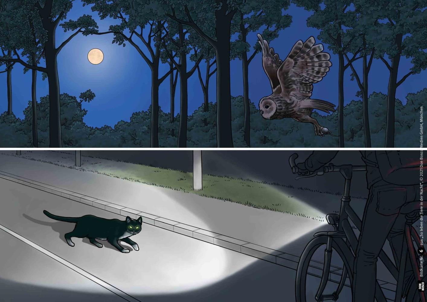 Beispielinhalt (Bild) So leben die Tiere in der Nacht. Kamishibai Bildkartenset