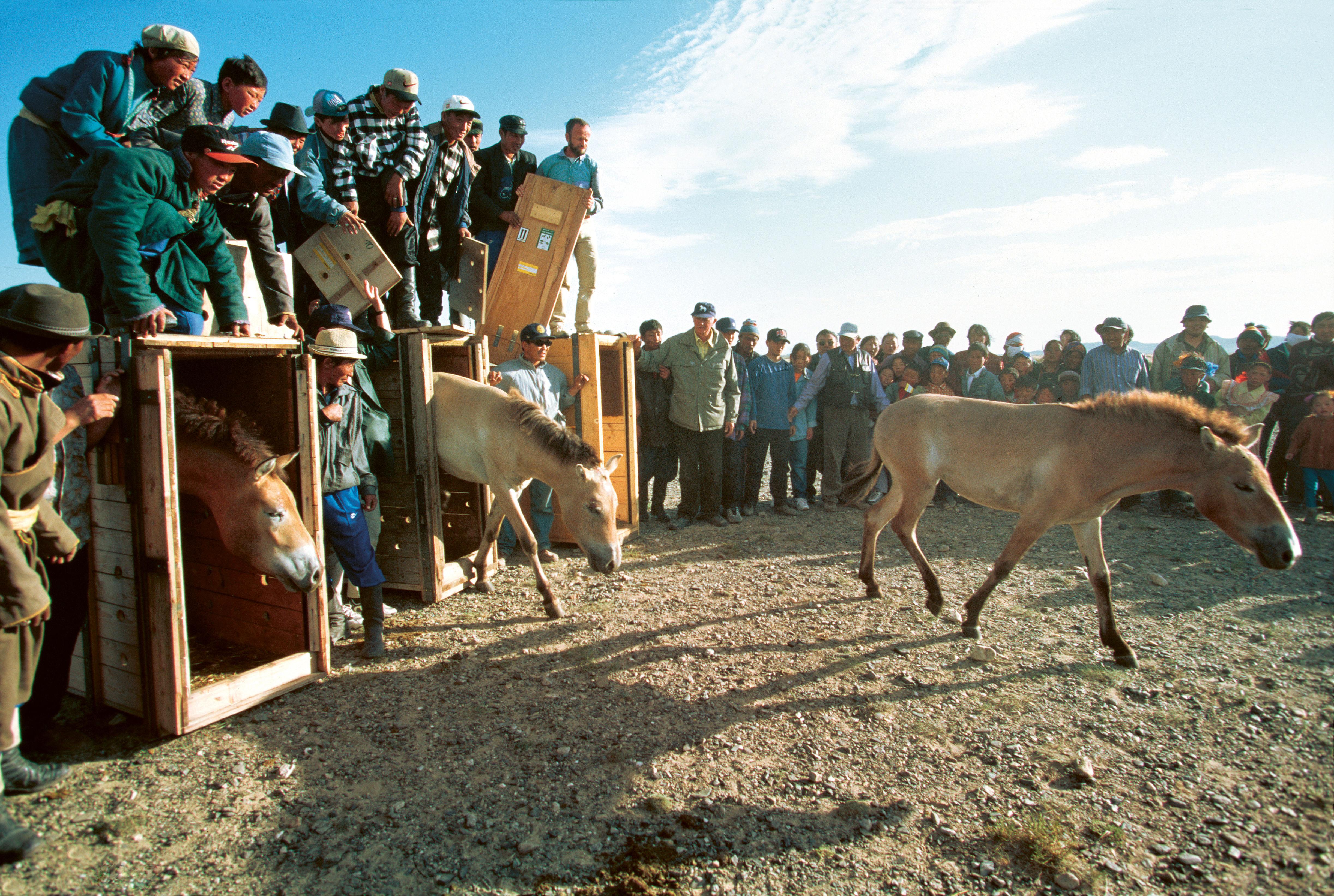 Beispielinhalt (Bild) Auf der Suche nach den wilden Pferden