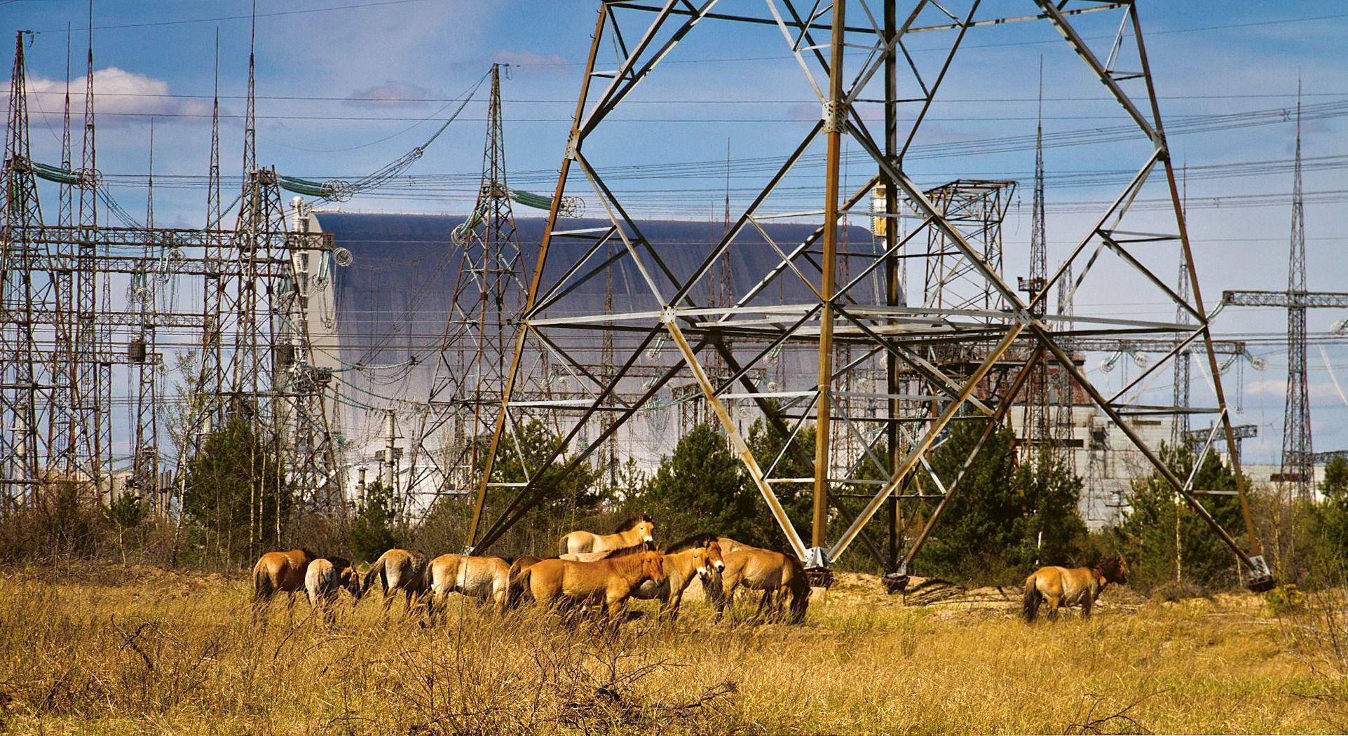 Beispielinhalt (Bild) Auf der Suche nach den wilden Pferden