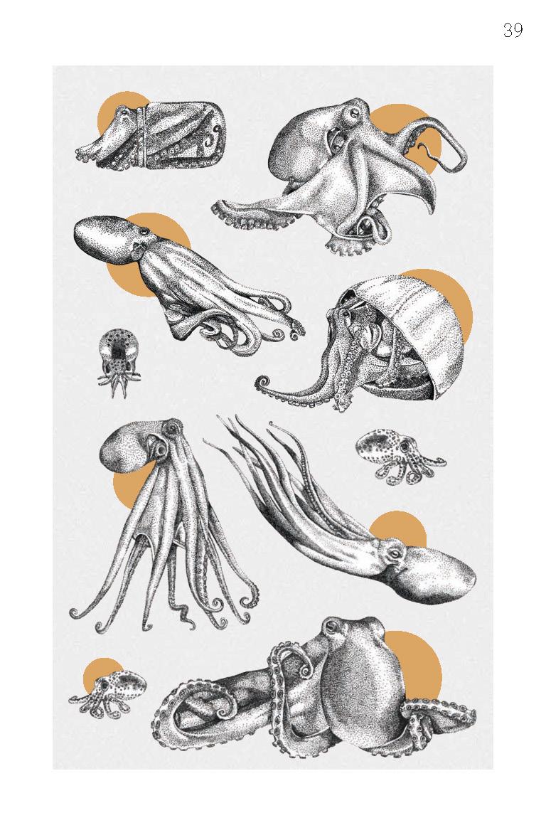 Beispielinhalt (Bild) Faszination Krake