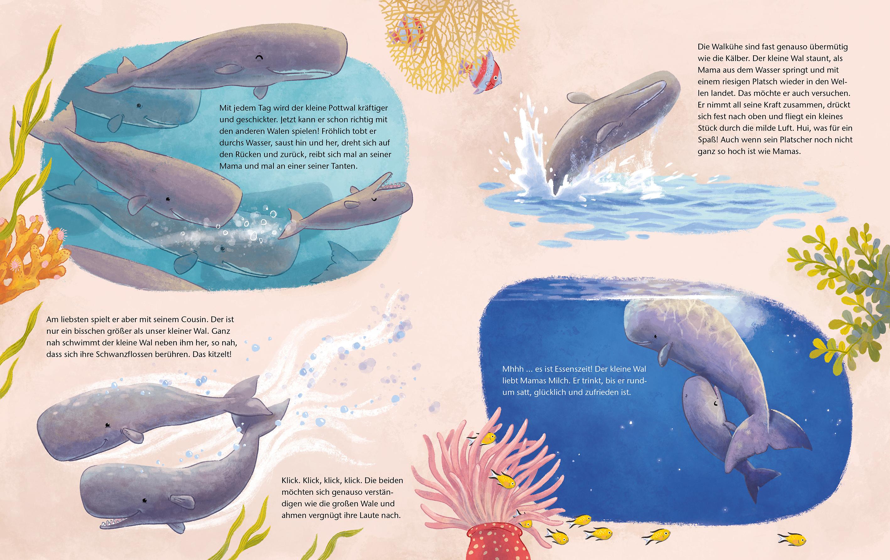 Beispielinhalt (Bild) Der kleine Wal - Zu Hause im Ozean