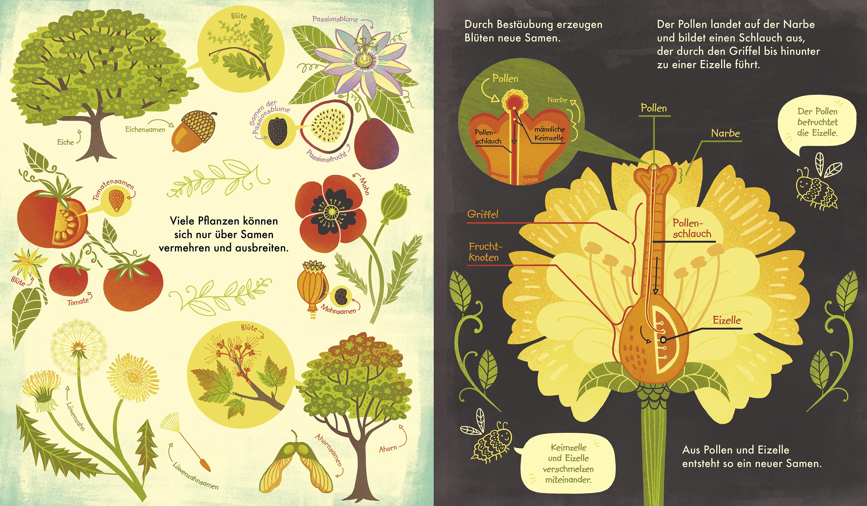 Beispielinhalt (Bild) Das Wunder einer Blume - Warum Blumen und Pflanzen so wichtig sind