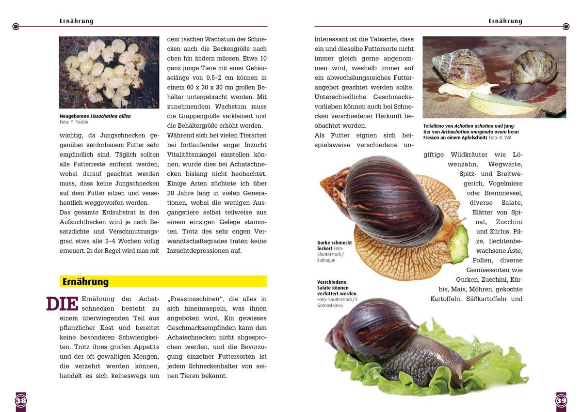 Beispielinhalt (Bild) Achatschnecken