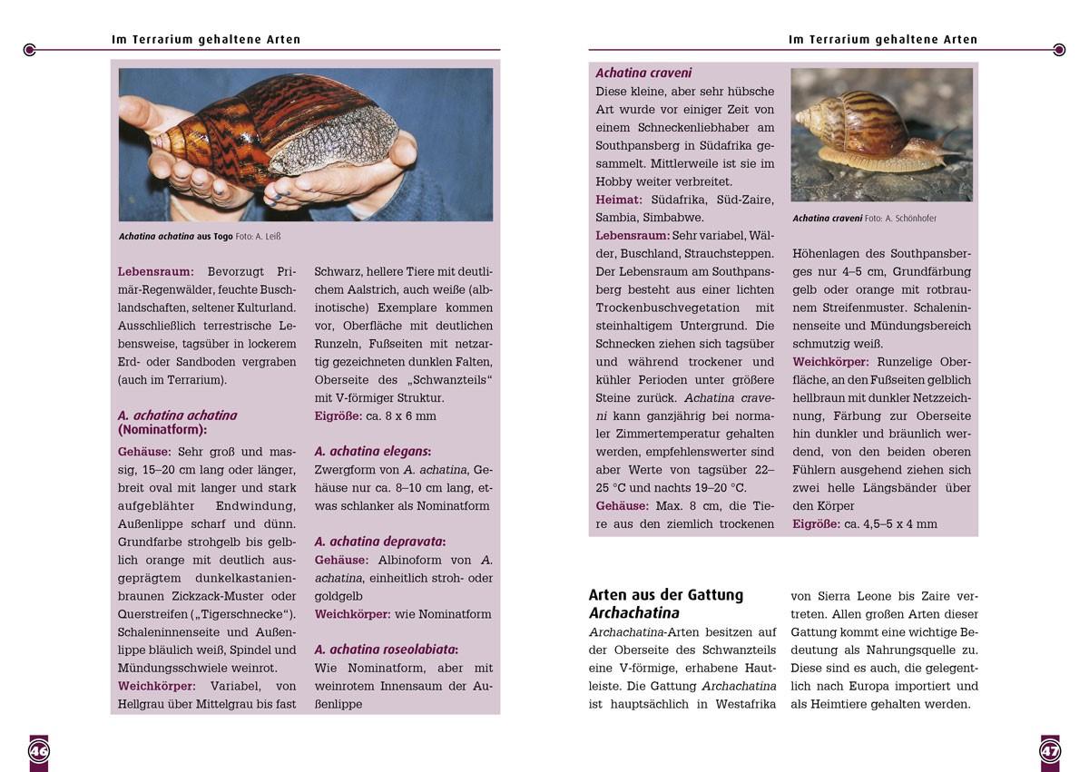 Beispielinhalt (Bild) Achatschnecken