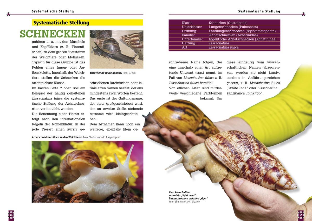 Beispielinhalt (Bild) Achatschnecken