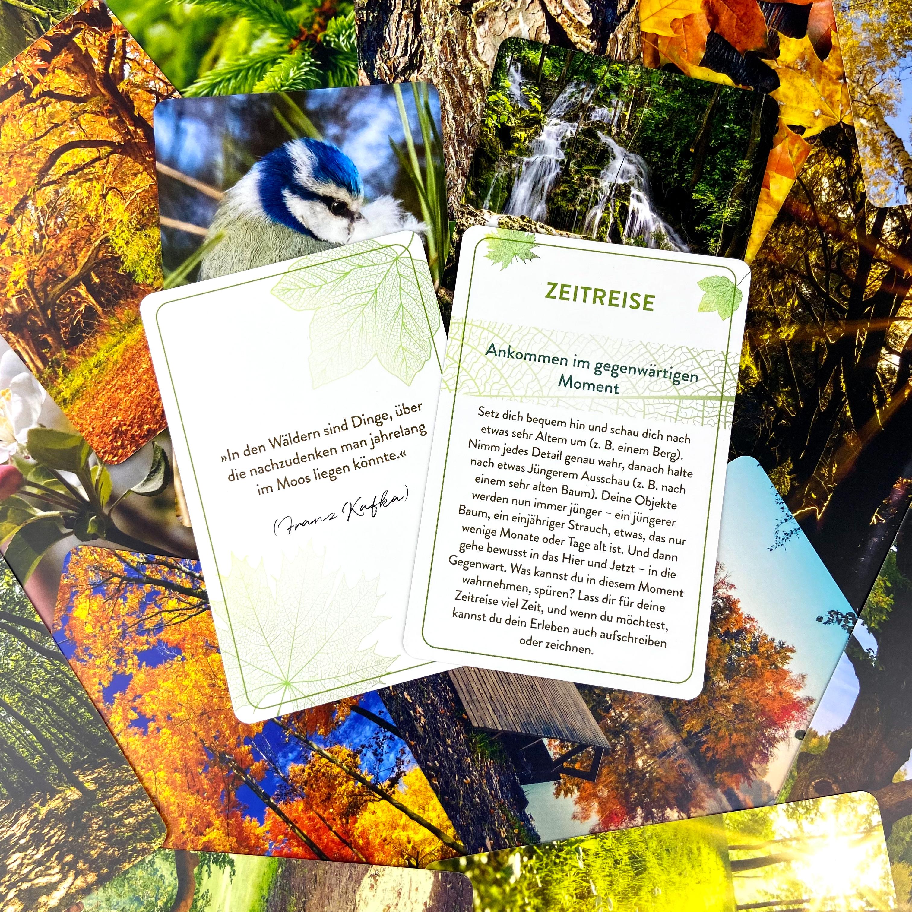 Beispielinhalt (Bild) Waldbaden to go