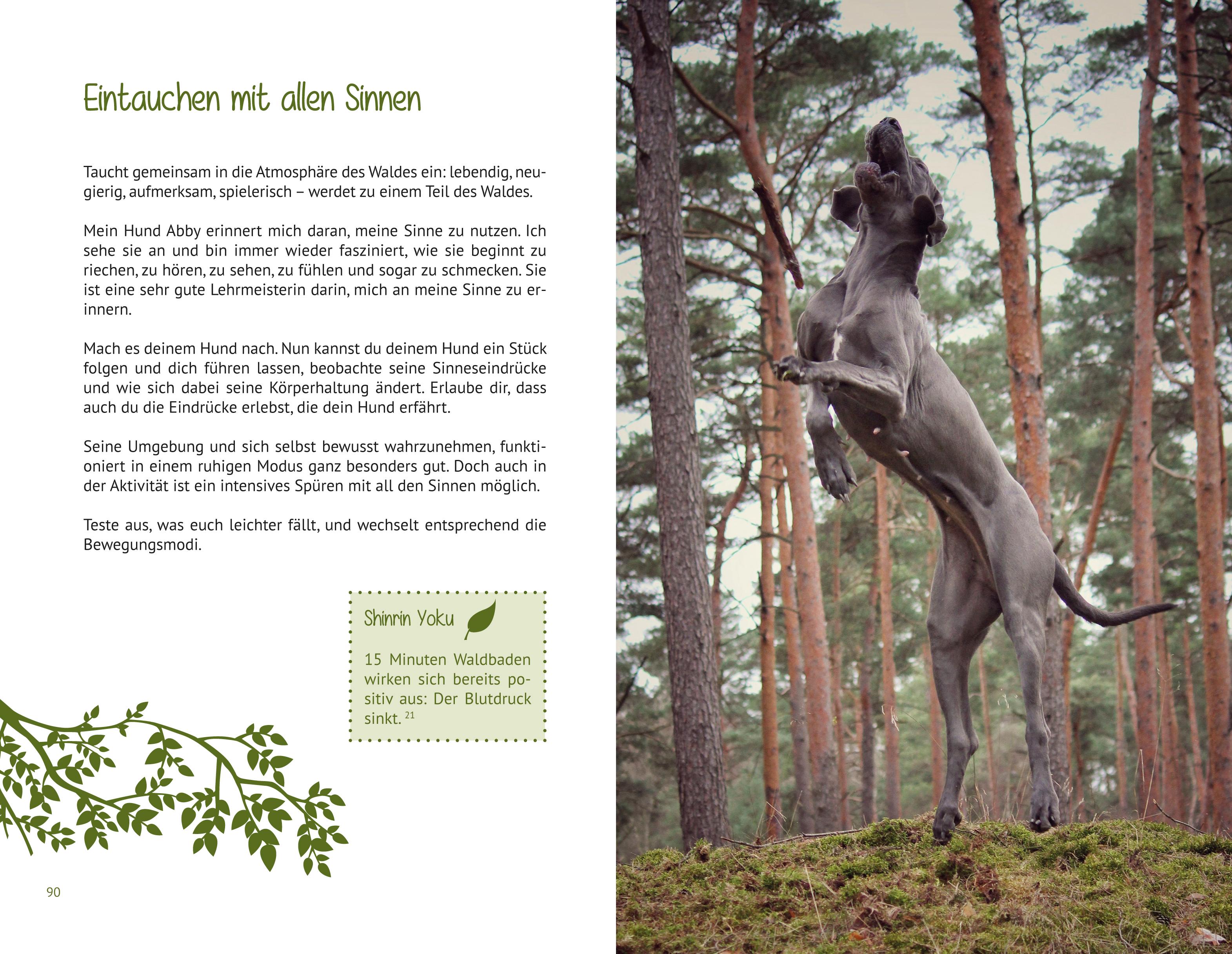 Beispielinhalt (Bild) Waldbaden mit Hund