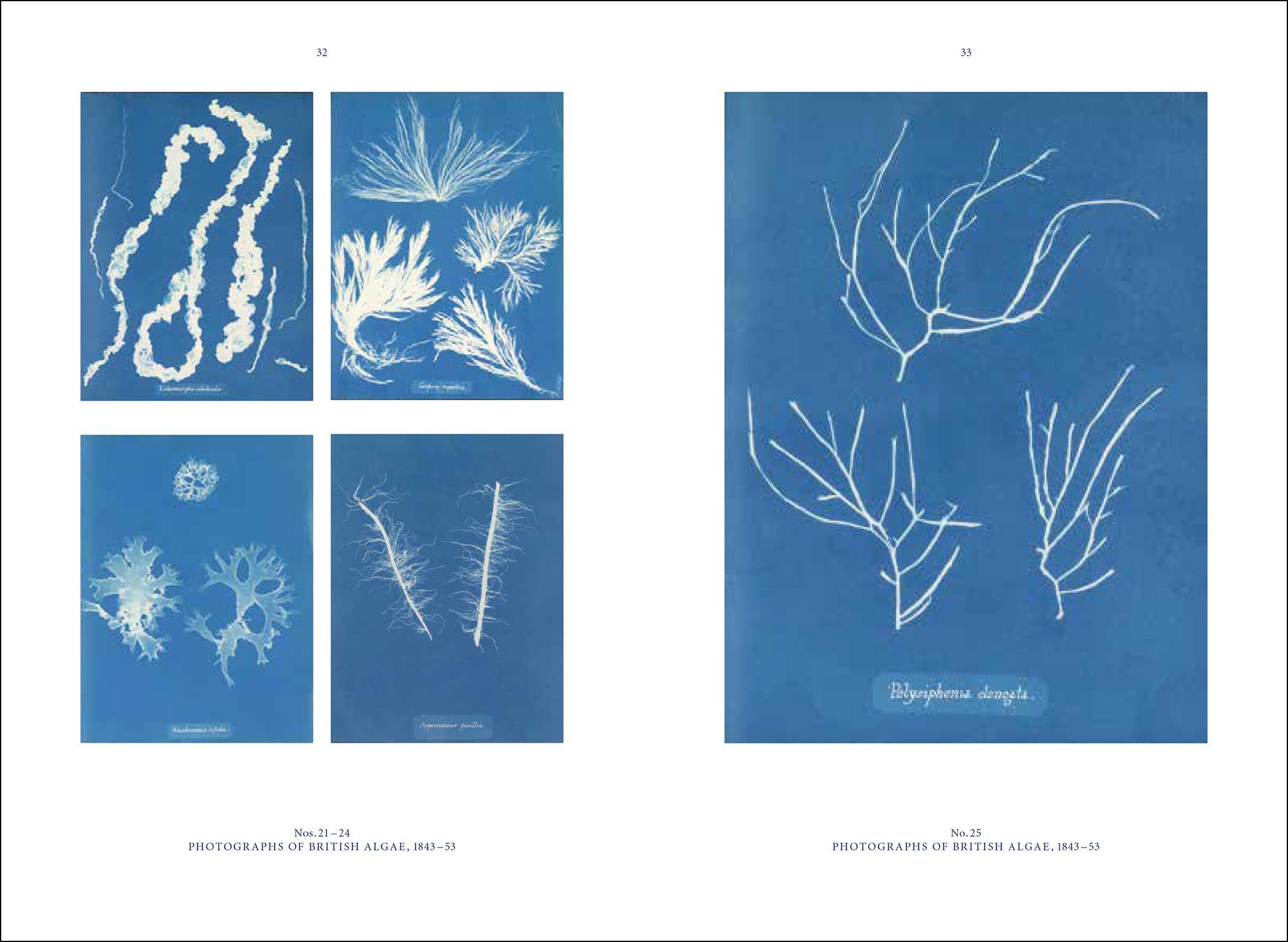 Beispielinhalt (Bild) Anna Atkins