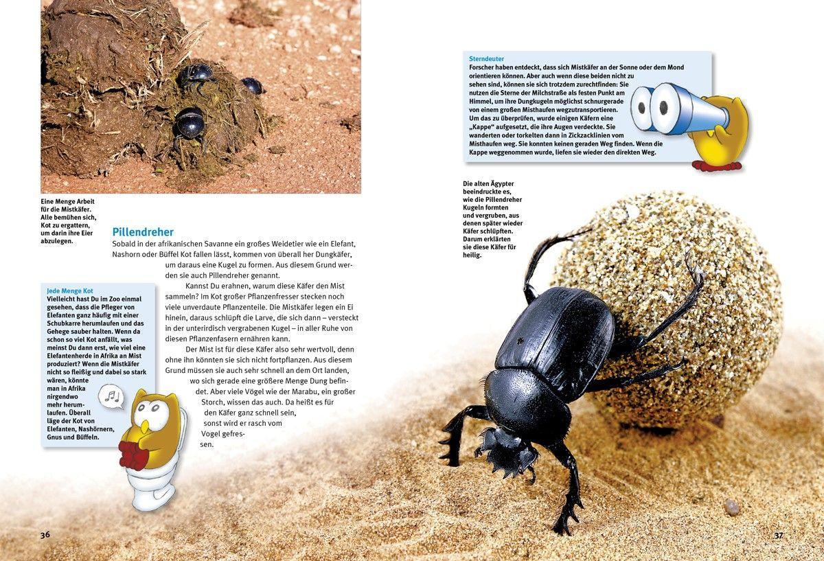 Beispielinhalt (Bild) Entdecke die Käfer