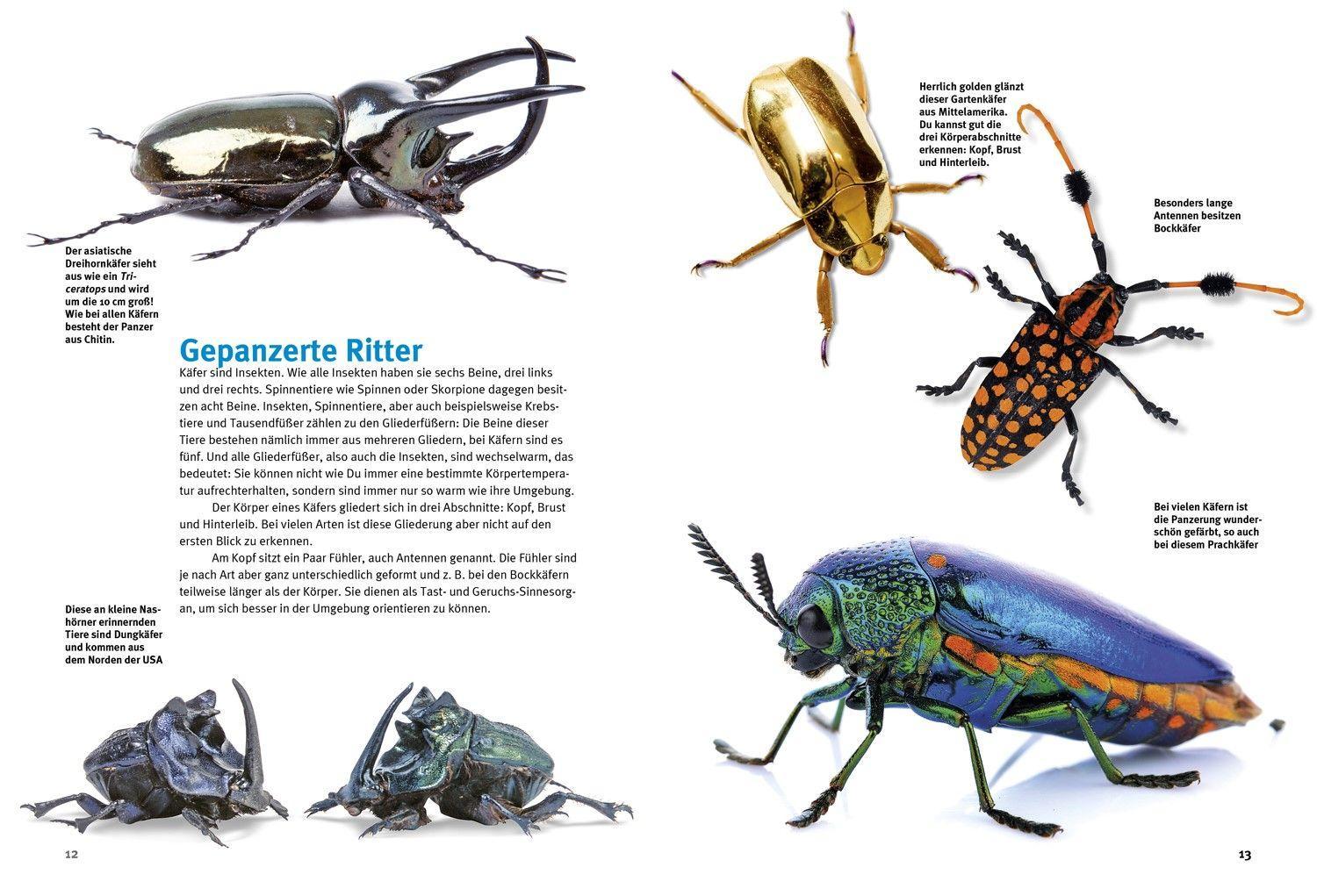 Beispielinhalt (Bild) Entdecke die Käfer