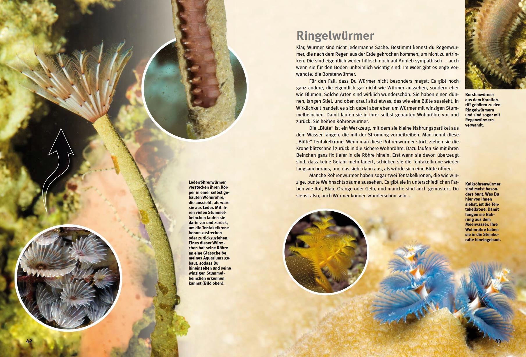 Beispielinhalt (Bild) Entdecke das Korallenriff