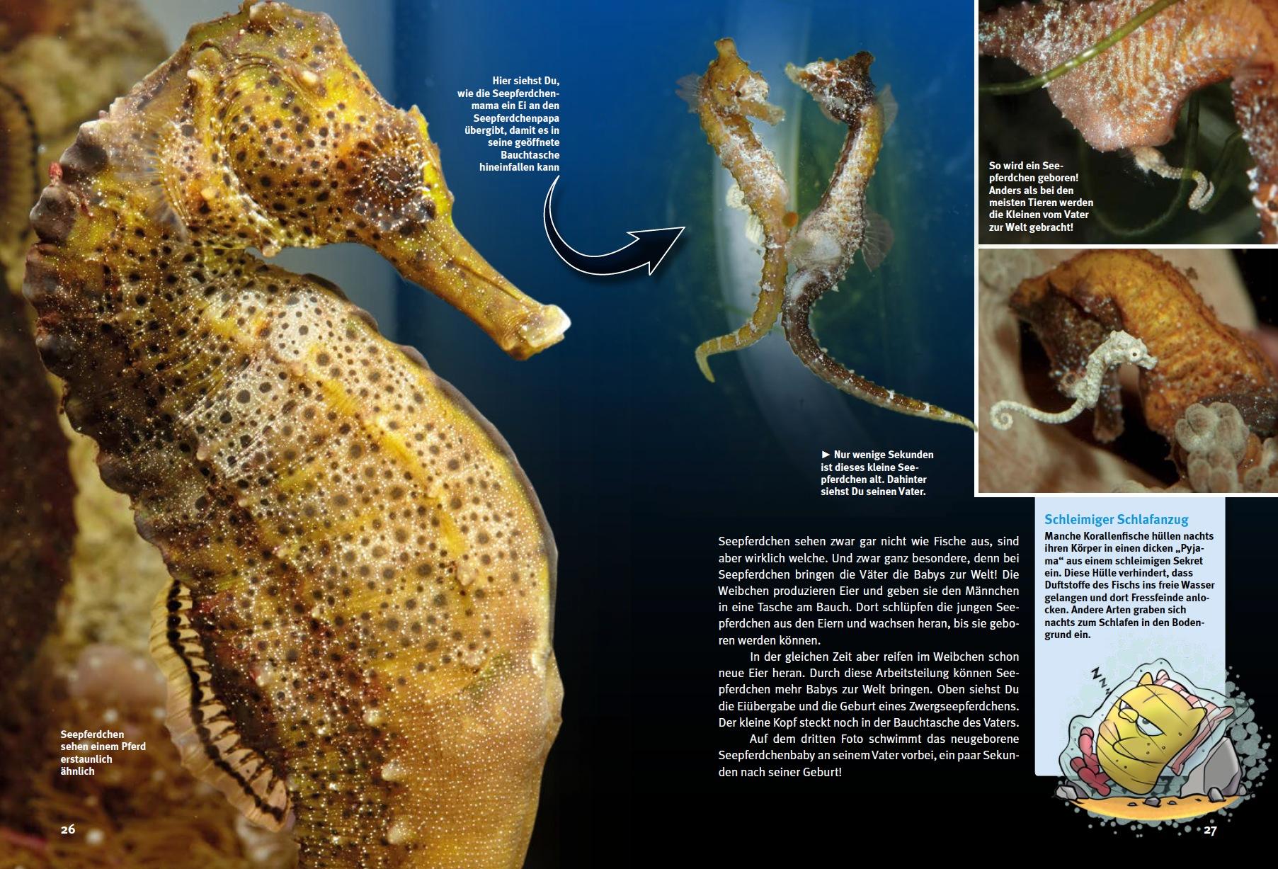 Beispielinhalt (Bild) Entdecke das Korallenriff