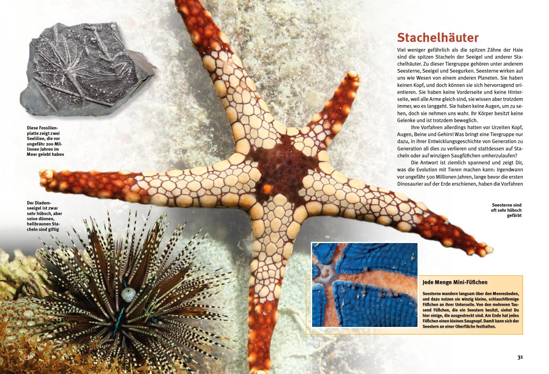 Beispielinhalt (Bild) Entdecke das Korallenriff