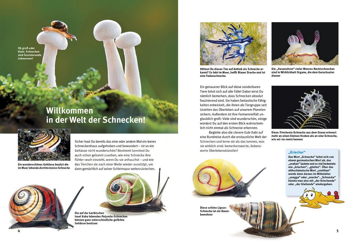 Beispielinhalt (Bild) Entdecke die Schnecken