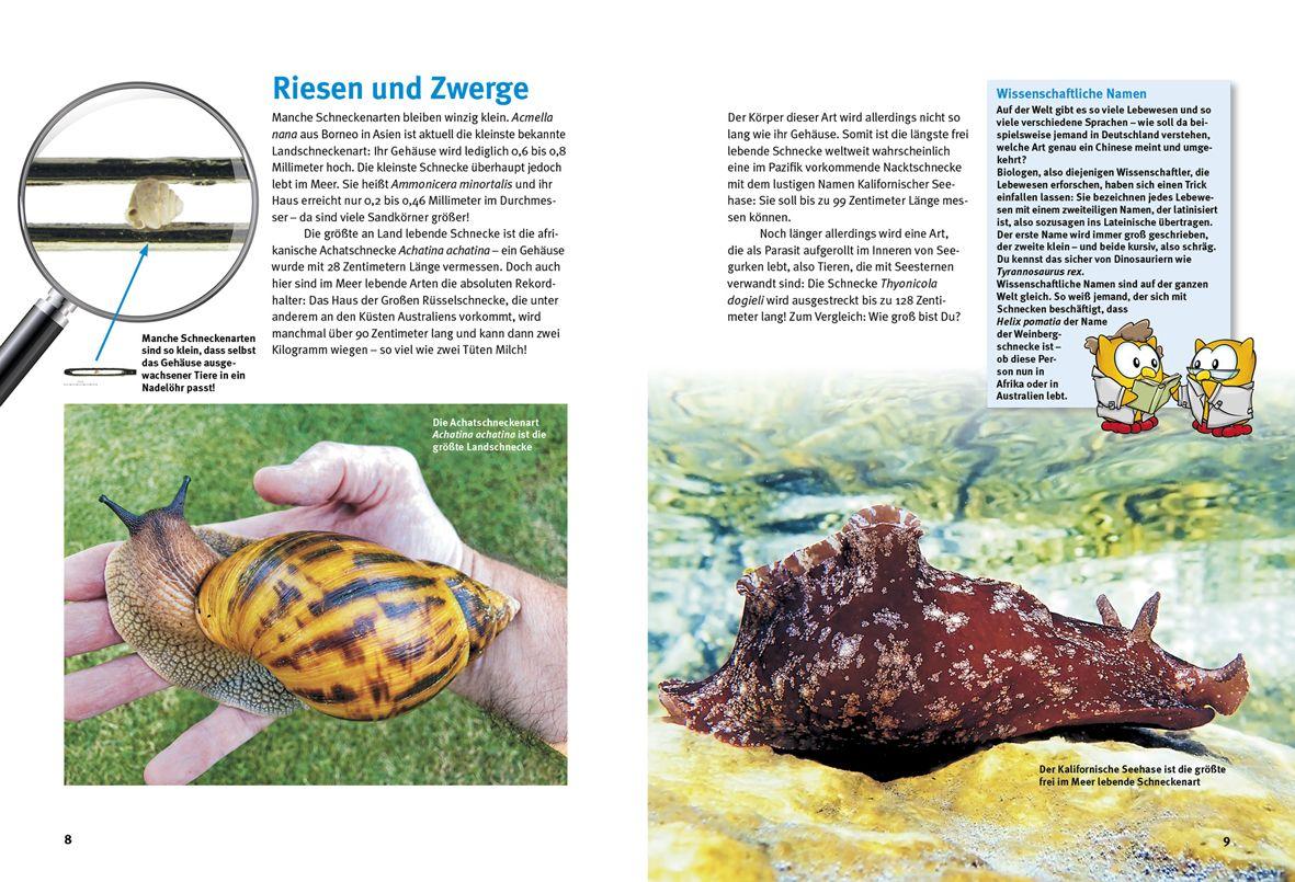 Beispielinhalt (Bild) Entdecke die Schnecken