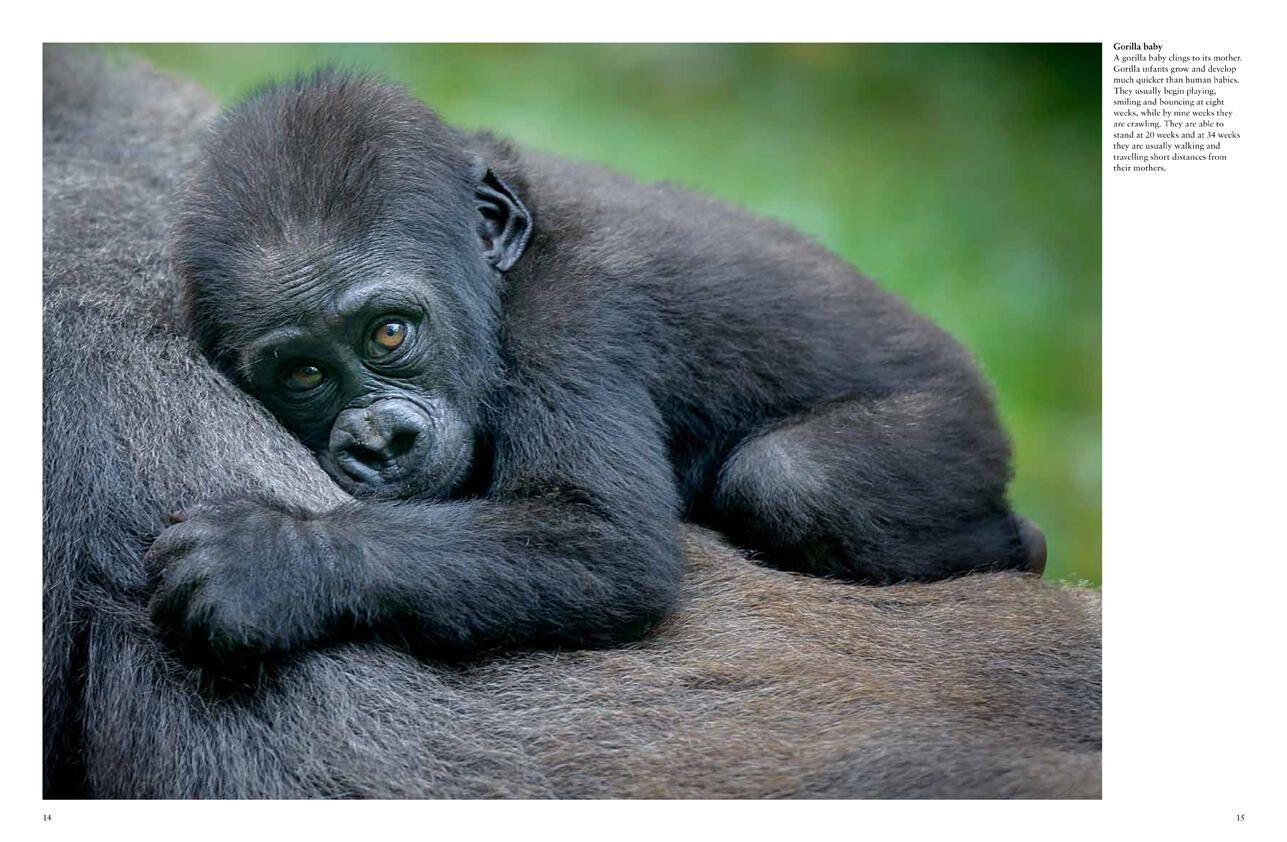 Beispielinhalt (Bild) Monkeys