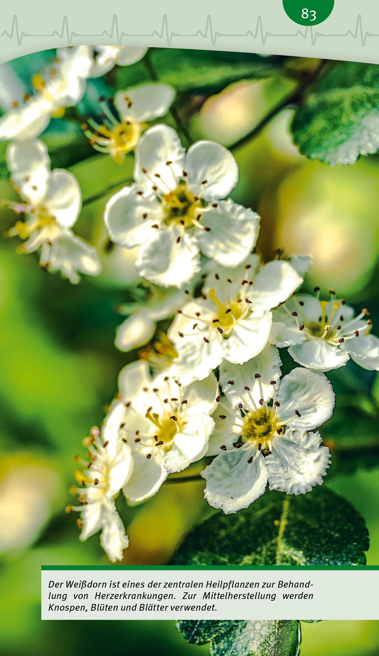 Beispielinhalt (Bild) Blutdruck