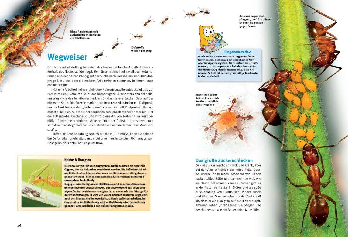 Beispielinhalt (Bild) Entdecke die Ameisen