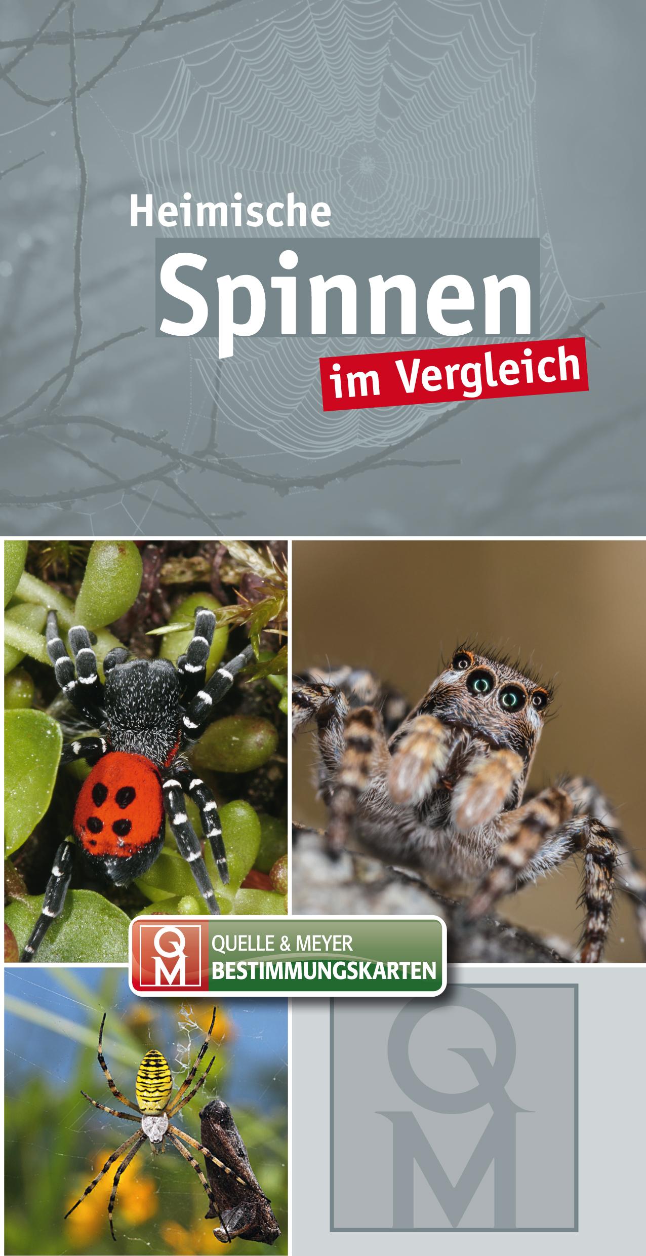 Vorderes Coverbild Heimische Spinnen