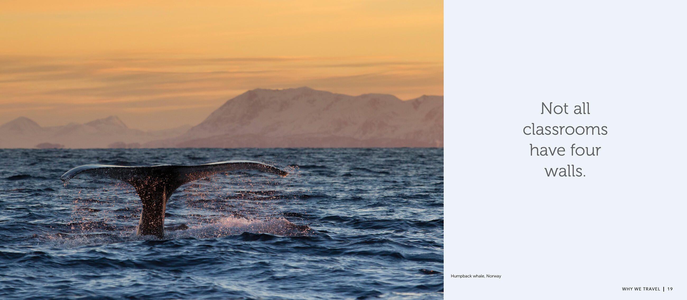 Beispielinhalt (Bild) Why We Travel