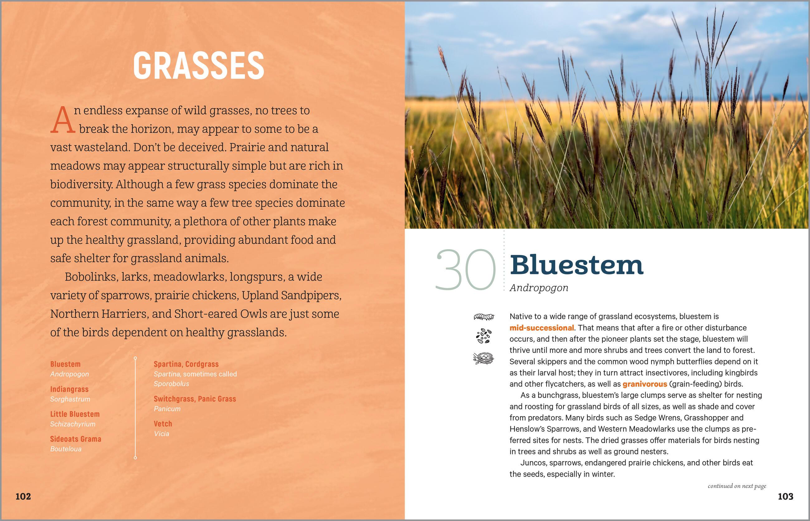 Beispielinhalt (Bild) 100 Plants to Feed the Birds