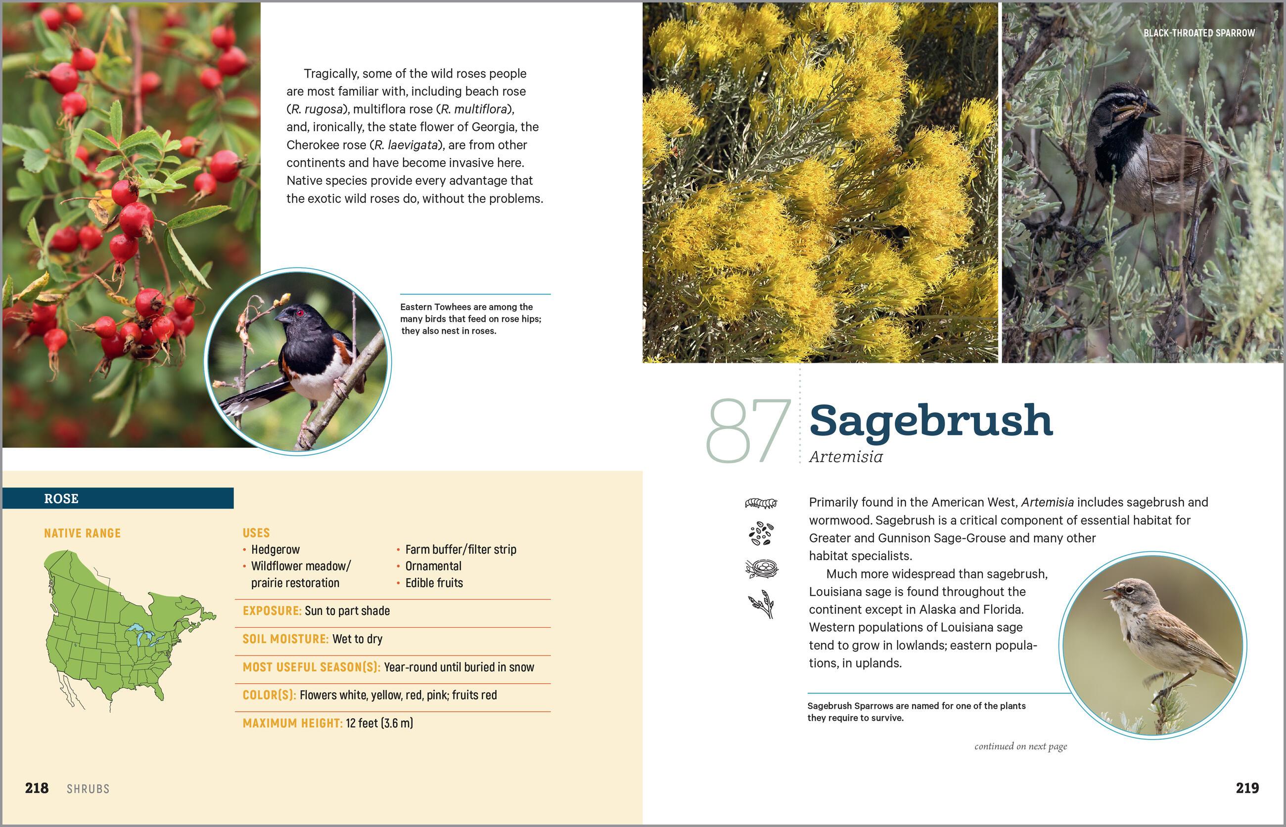 Beispielinhalt (Bild) 100 Plants to Feed the Birds