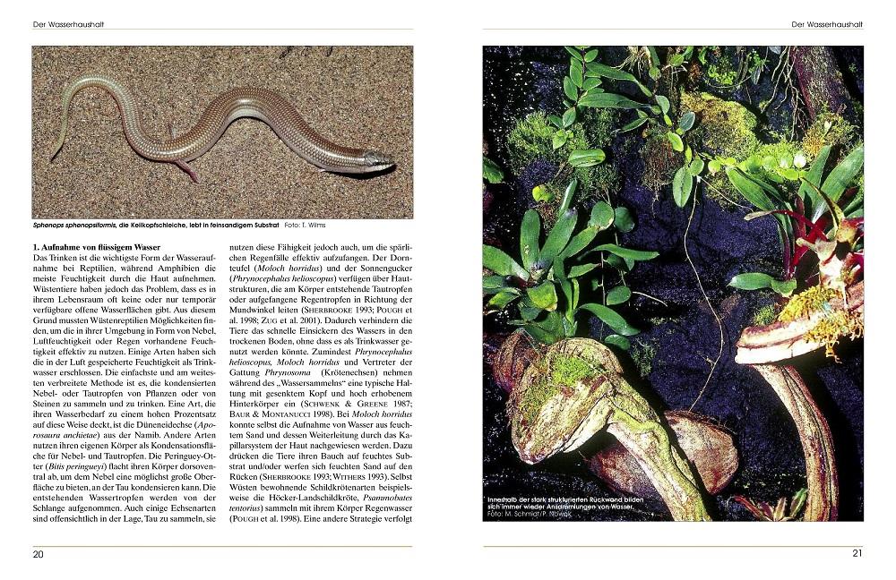 Beispielinhalt (Bild) Terrarieneinrichtung