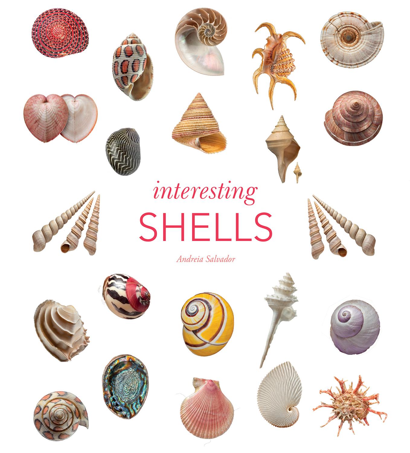 Vorderes Coverbild Interesting Shells