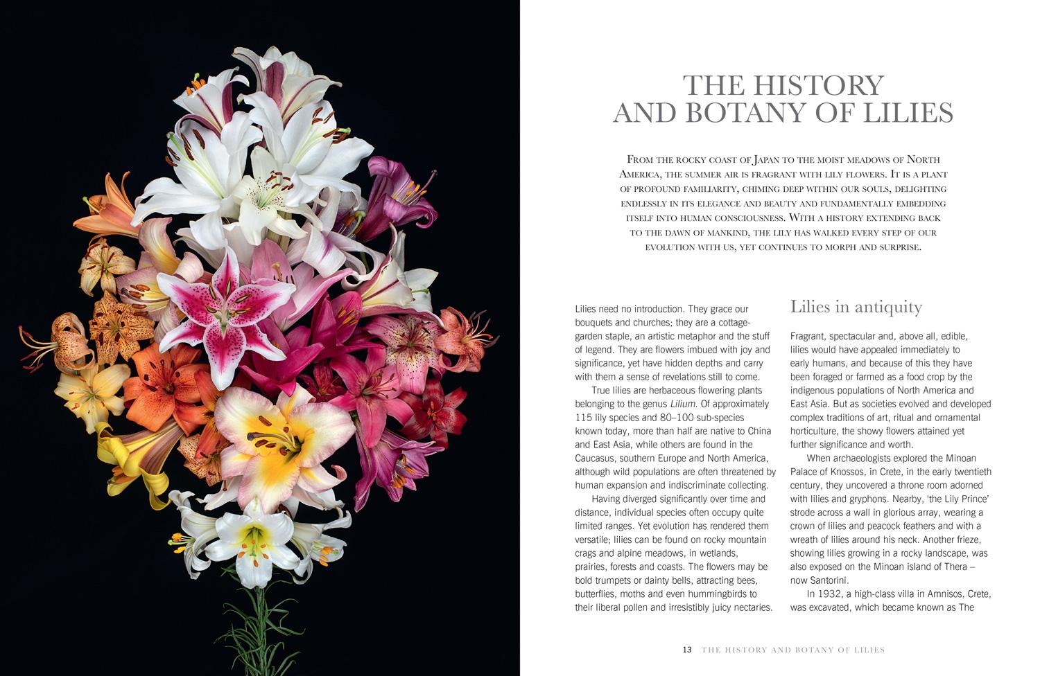 Beispielinhalt (Bild) Lilies