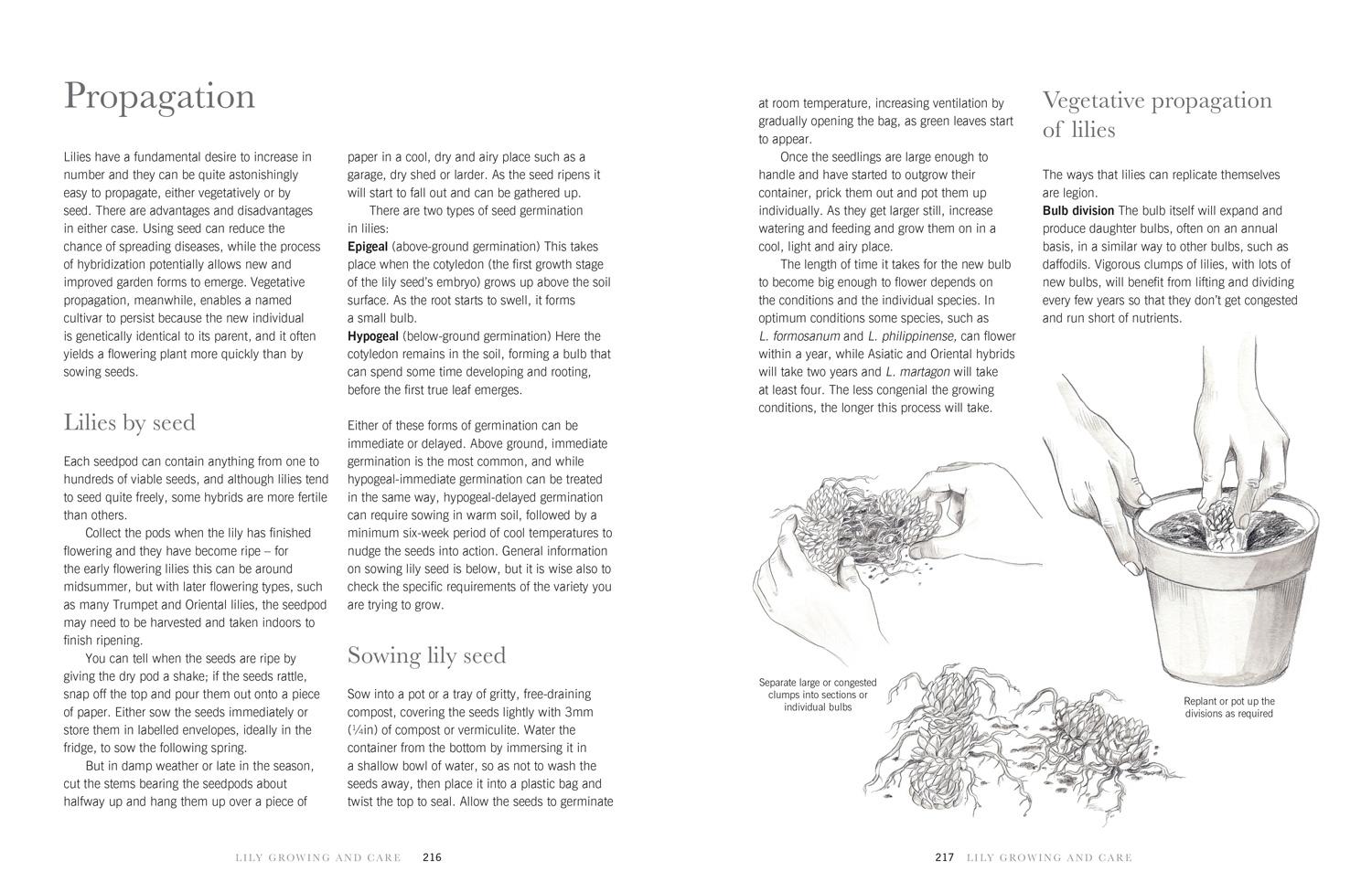 Beispielinhalt (Bild) Lilies