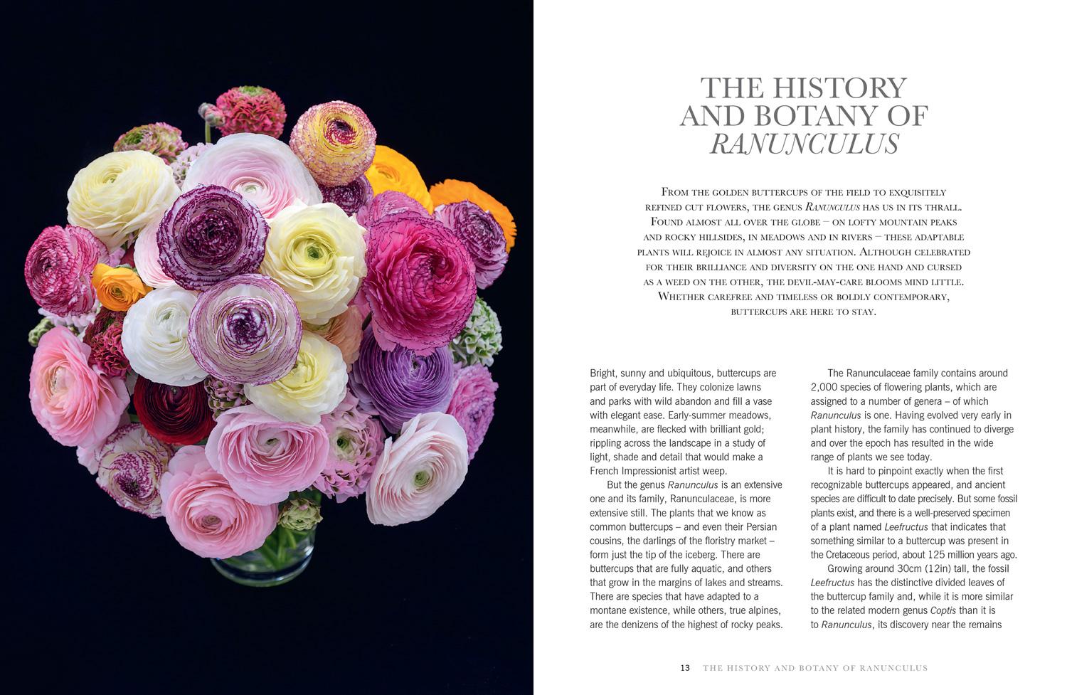 Beispielinhalt (Bild) Ranunculus