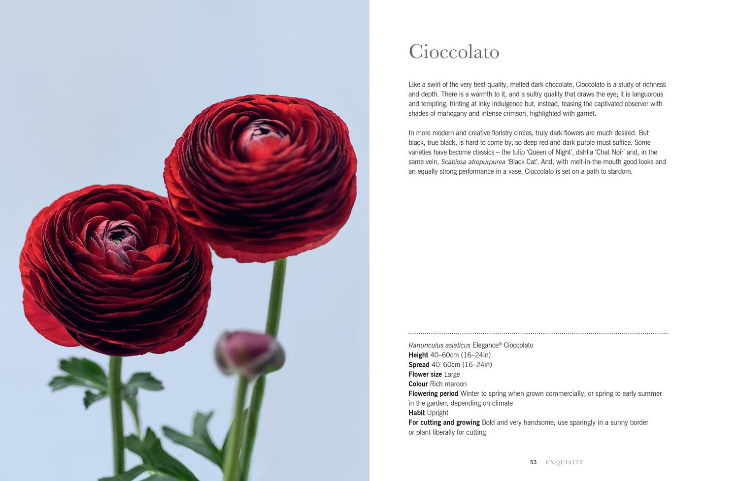 Beispielinhalt (Bild) Ranunculus